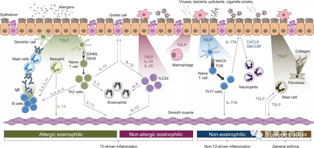 tslp是什么,tslp哮喘新药