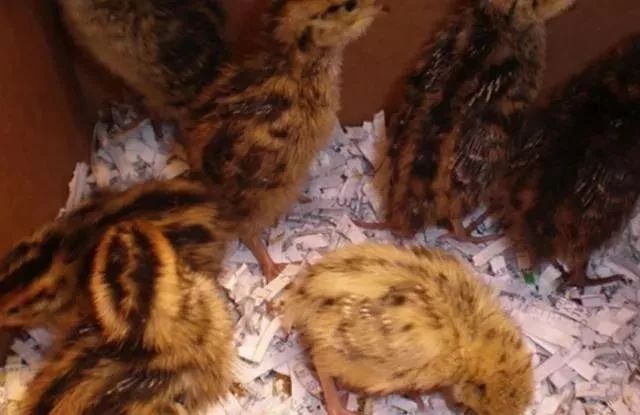 养殖鹌鹑技术全过程,养殖鹌鹑的方法