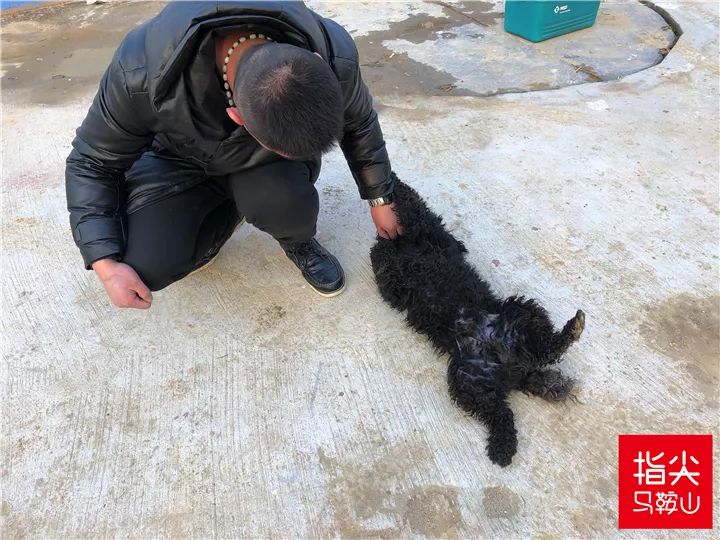 马鞍山流浪狗救助中心在哪里,曝光流浪狗救助真相