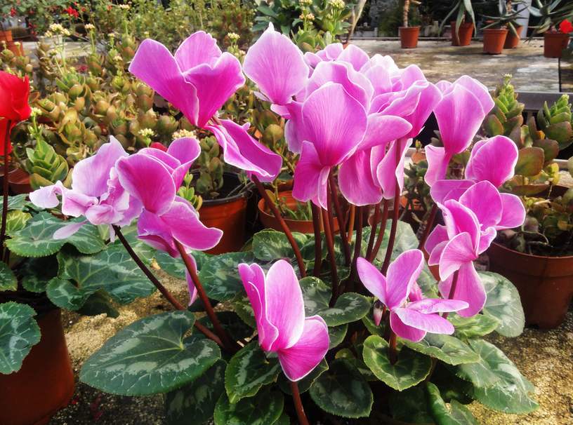 刚装修好的新房种什么植物去甲醛,哪种绿色植物是最有效吸甲醛的