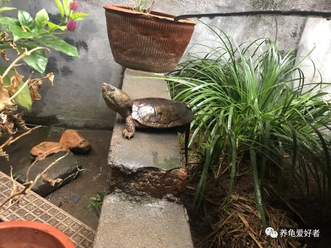 国龟鹰嘴新手入门教程,国龟鹰嘴视频大全