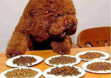 泰迪犬初老的5大表现你家有哪些,泰迪犬不尊重主人的表现