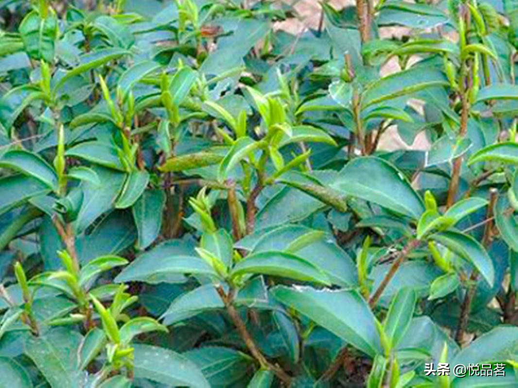 正宗金骏眉茶什么口感,正宗金骏眉的香气