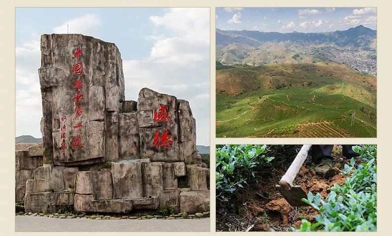 安溪感德正味铁观音捡漏,安溪感德高山正味铁观音文案