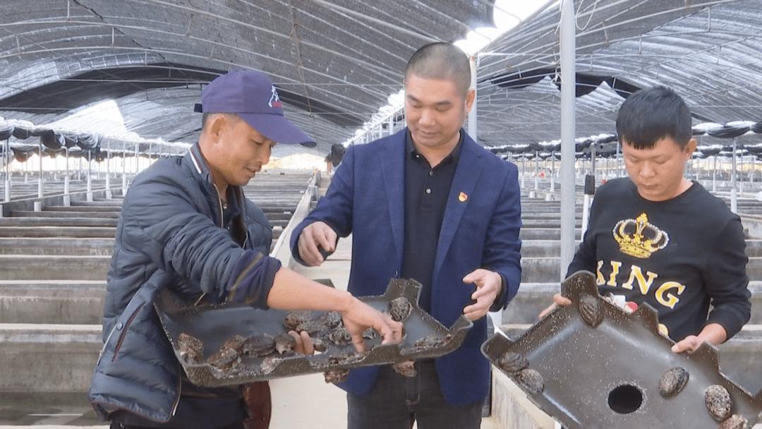 鲍鱼养殖致富经,人工养殖大鲍鱼