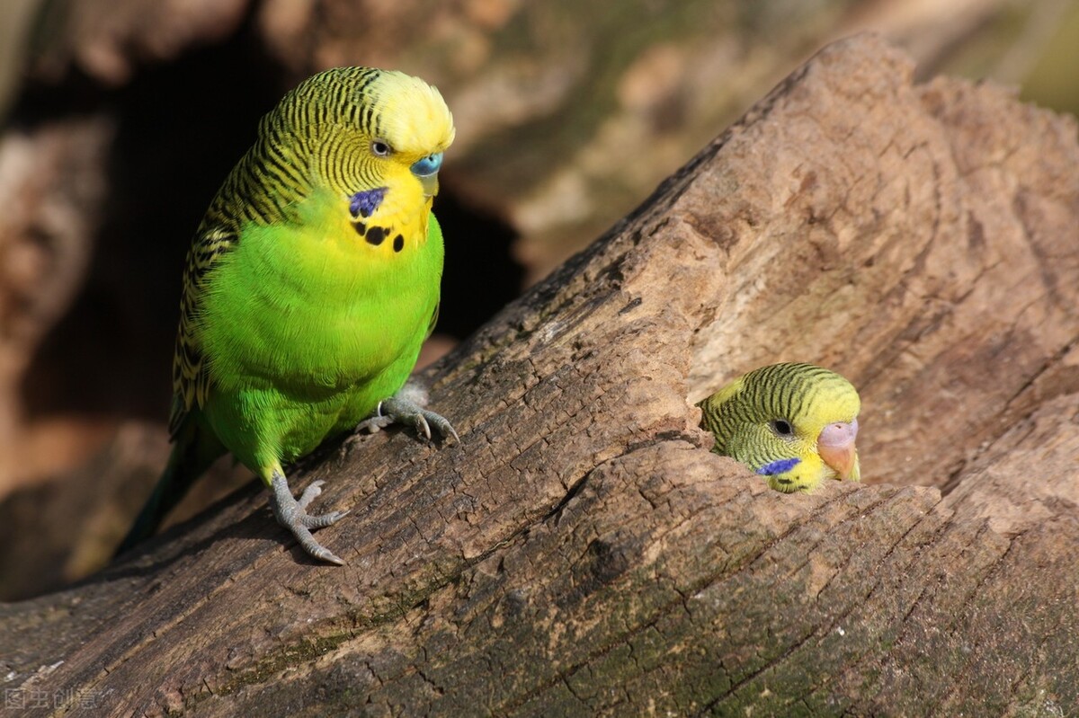 虎皮鹦鹉的鸟宝宝要怎么养,虎皮鹦鹉能和什么鸟一起养