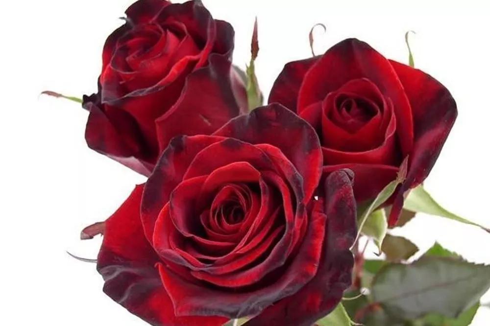 花店必备的5款玫瑰,鲜花图鉴一次性认识30种玫瑰花