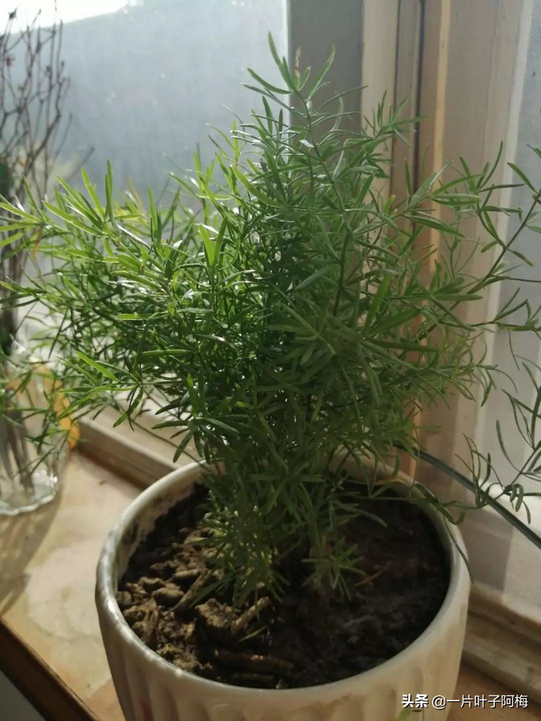 文竹养鱼缸能净化水质吗,文竹盆栽好养吗