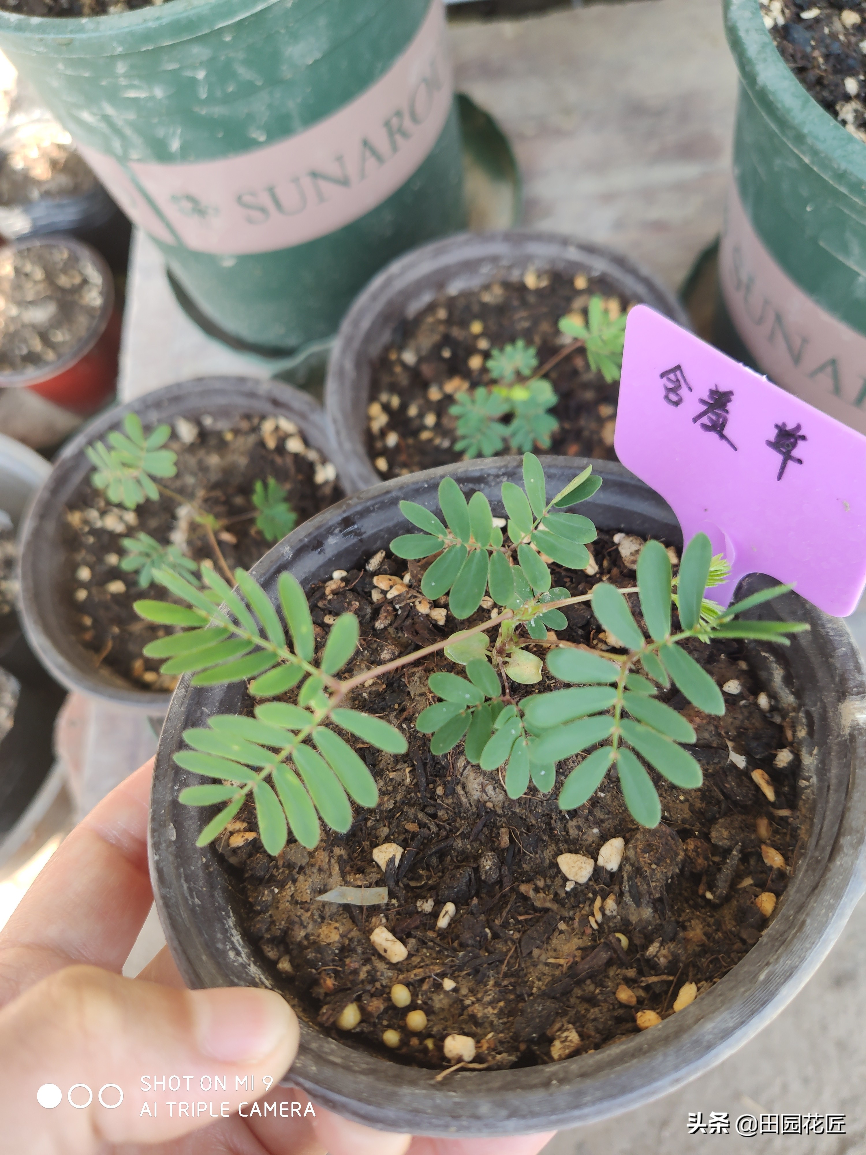 含羞草种子发芽率有多少,哪的含羞草发芽率高