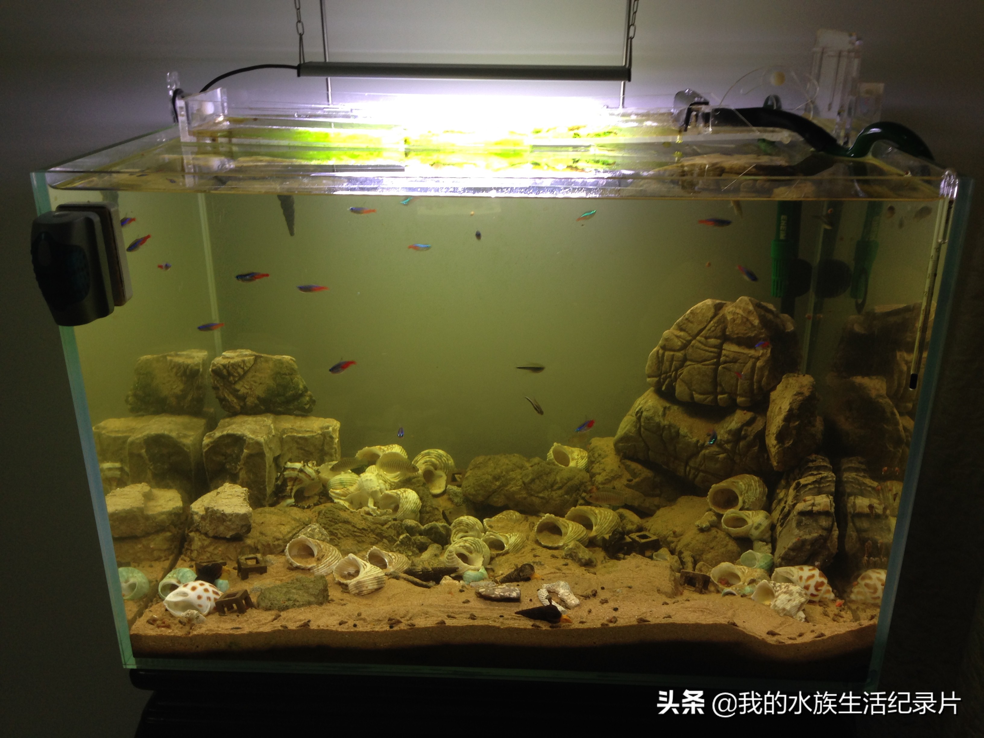 亚克力板做鱼缸用什么胶水,用亚克力板做鱼缸需要多厚