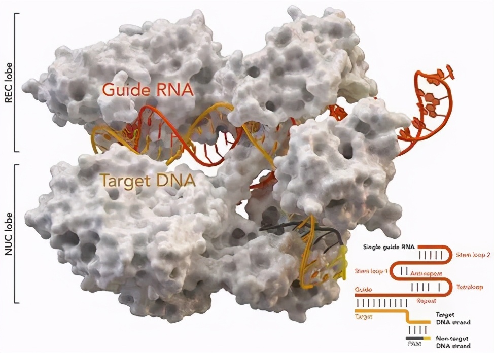 大学生如何选购笔记本电脑?(各大专业电脑推荐)