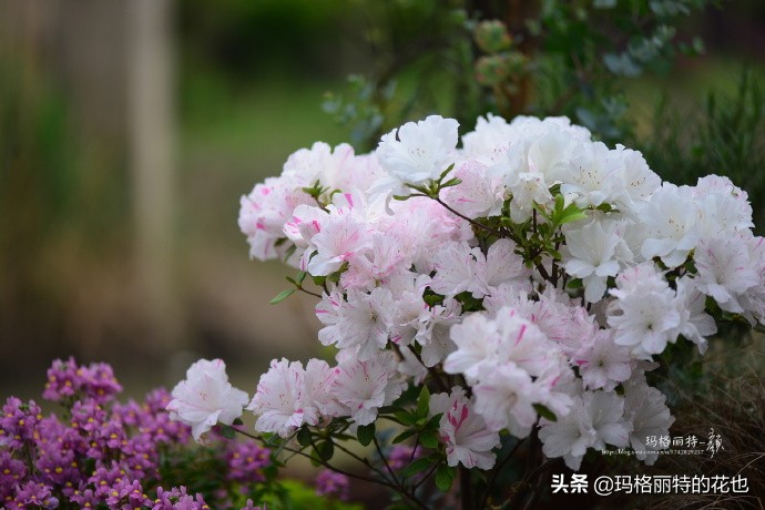 历史悠久的十大名花（海量美图），你选哪个做国花？