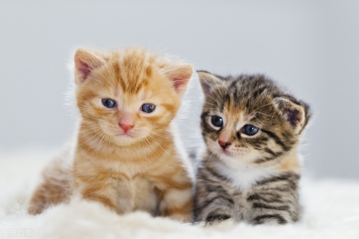 做梦梦到黄鼠狼跟猫是什么意思,梦到死猫活猫是什么寓意