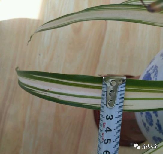 绿萝与铜钱草四季养护,怎么让铜钱草长得和绿萝一样