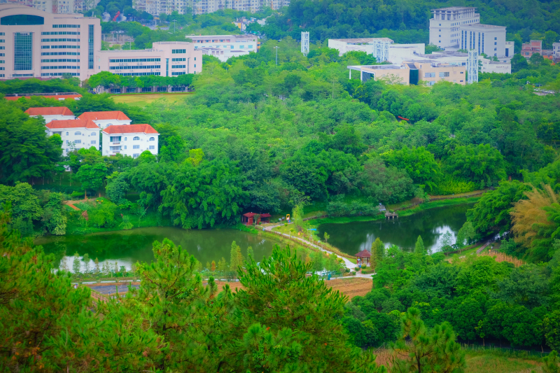 云浮南山森林公园锦鸡,云浮南山森林公园航拍