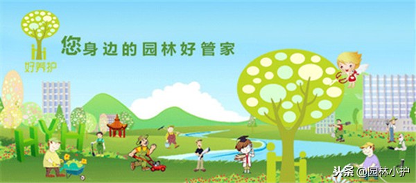 红蓼草做酒曲,没有老酒曲怎样用辣蓼草做酒曲