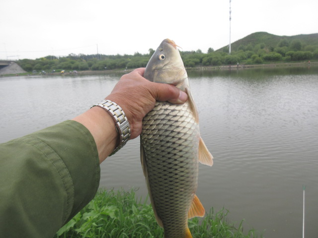 真是羡慕这位老钓友，不仅会挑钓位，遛鱼更专业