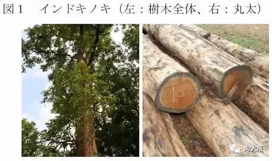 POLA全新“10分钟见效”美白面膜和美白饮霸气出山，又被夸上天了