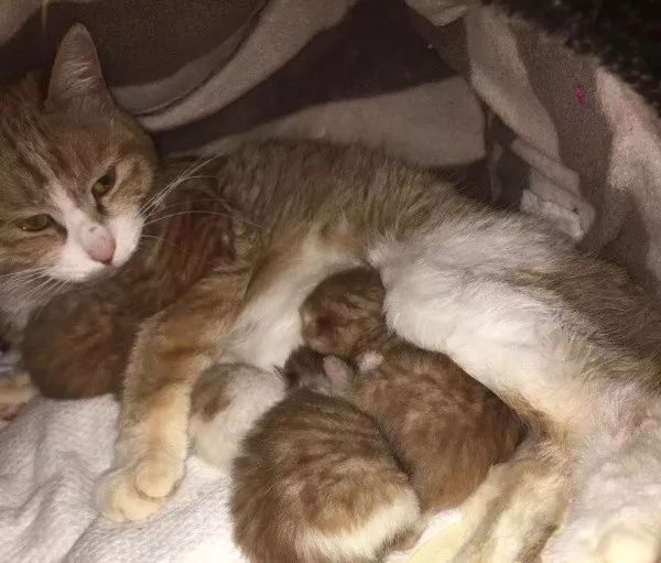 新手铲屎官怎么养猫,新手铲屎官养猫知识