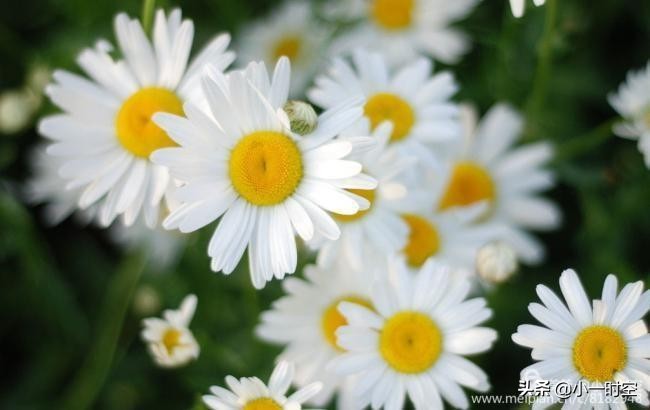 关于重阳节菊花的诗句,重阳节诗情画意