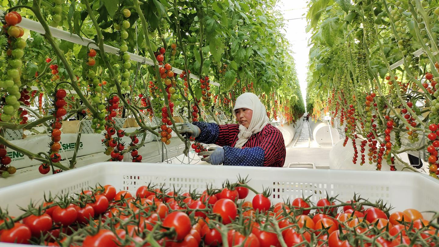 【加快项目建设推进高质量发展】戈壁滩崛起“农业工厂”——古浪越海农业书写古浪现代农业新篇章