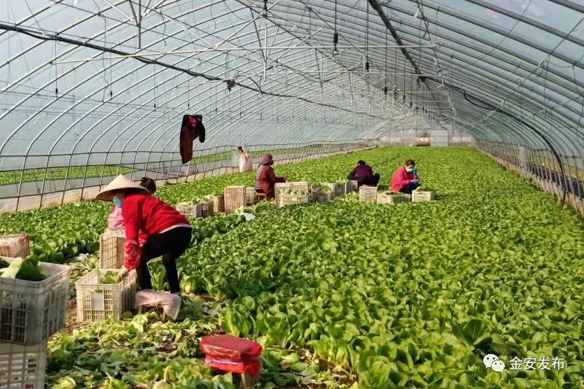 防疫春耕两不误，金安处处有期寄！