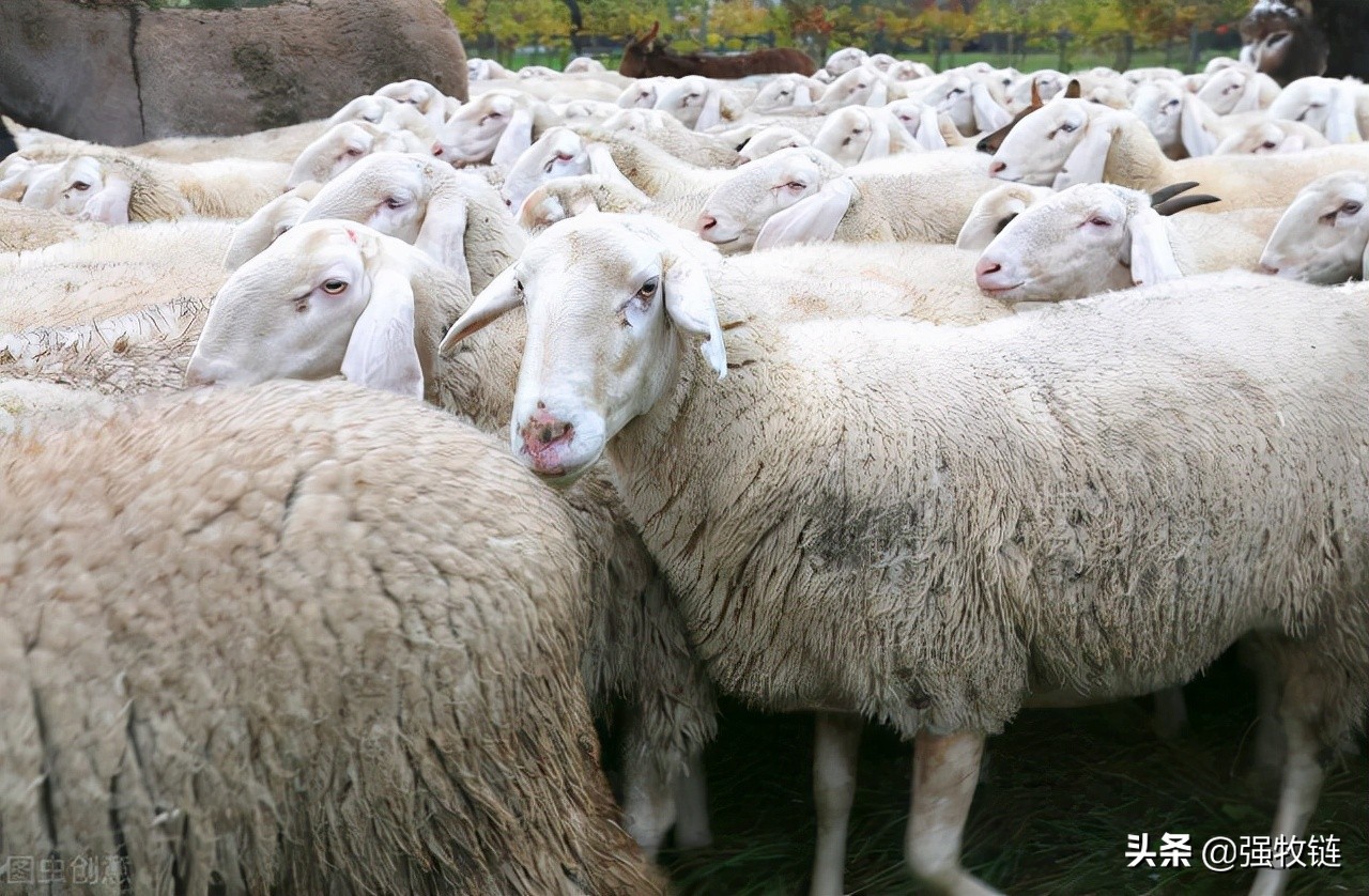 羊太瘦了怎么样增肥,羊怎么越养越瘦
