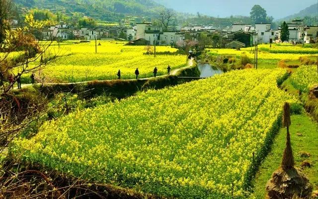 白落梅林徽因人间四月天,林徽因你是人间四月天教学视频