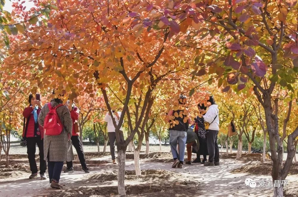 昌平区适合一日游玩踏青的地方,4月中旬昌平区最值得去的景点