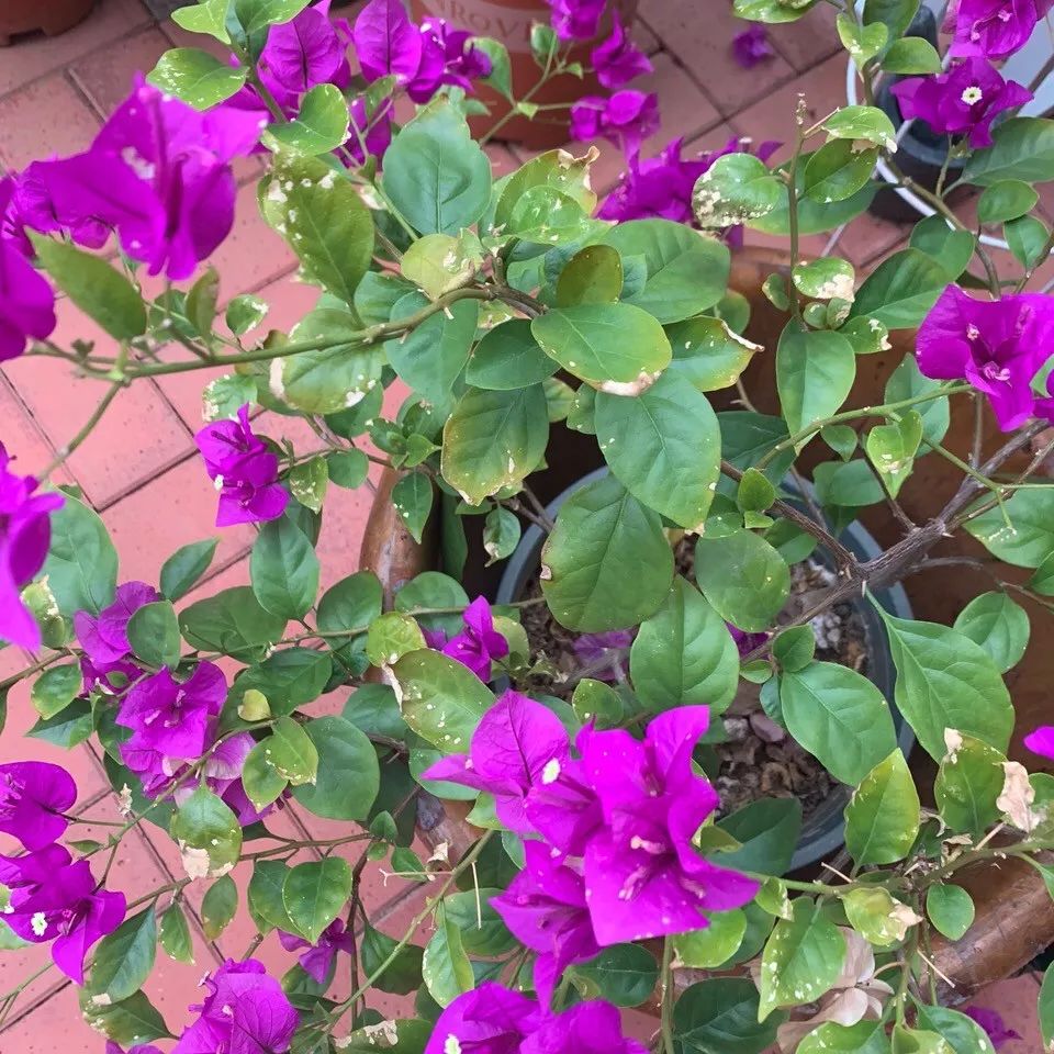 绿萝文竹总发黄1招让它绿油油,植物叶子全部发黄怎么办