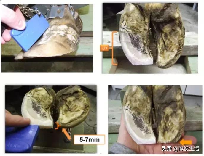 奶牛瘫痪症诊断,奶牛跛行的早期发现及五步修蹄法