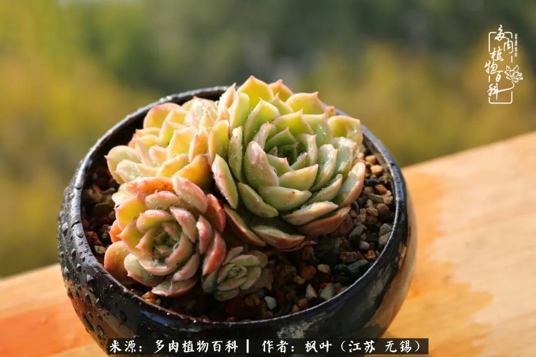 多肉与生命感悟,多肉时光