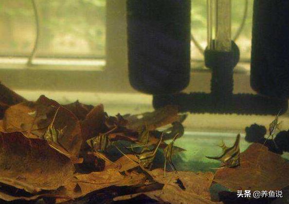 不再为饮用水发愁,再也不用担心鱼缸换水