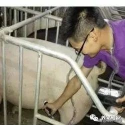 非看不可的超级经典,农村养猪人每天分享养猪经验