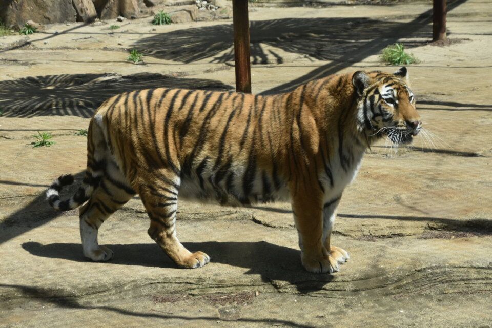 曾经的青岛雨林谷，摇身一变身价爆涨，门票太贵游人稀少