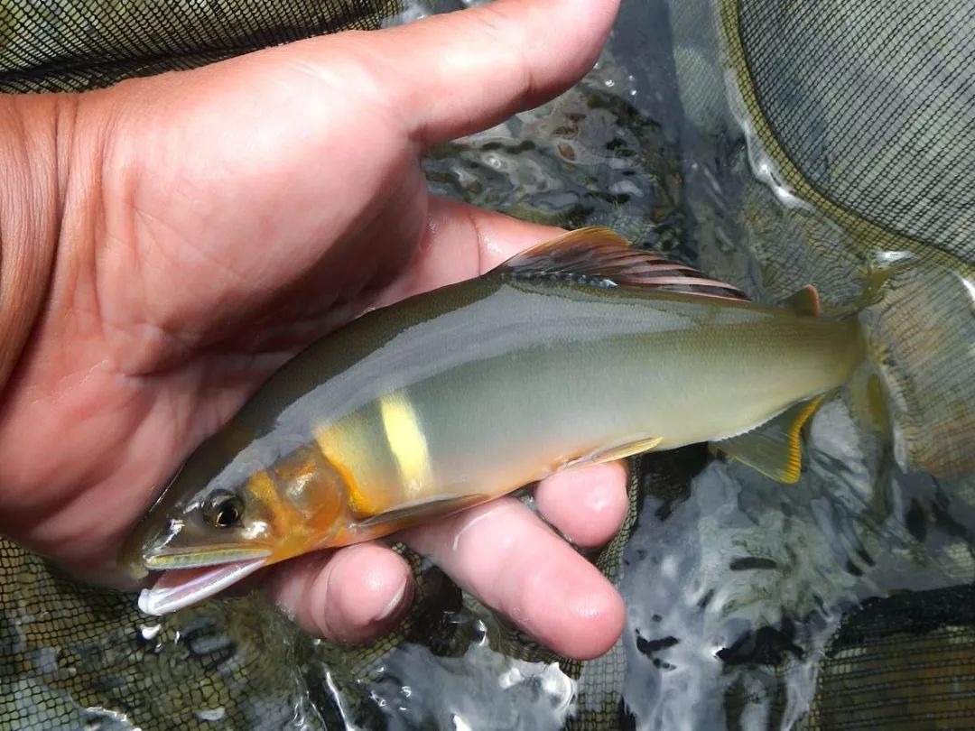 世界十大凶猛淡水鱼类,顶级淡水鱼类