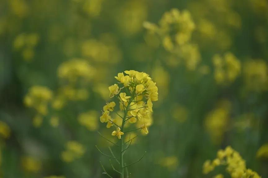 微距为什么都是超广角,微距为什么要三脚架和灯