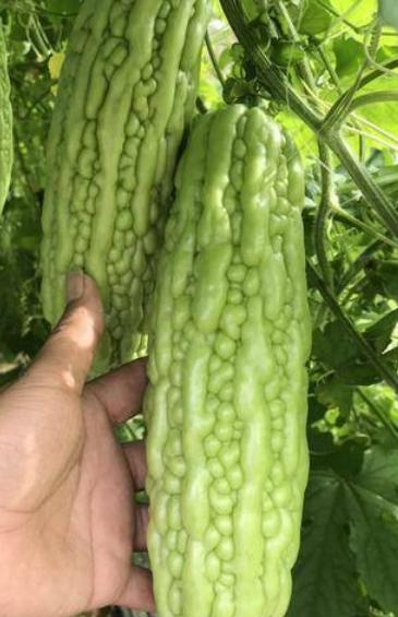 苦瓜太苦怎么去苦味,苦瓜难吃不爱吃