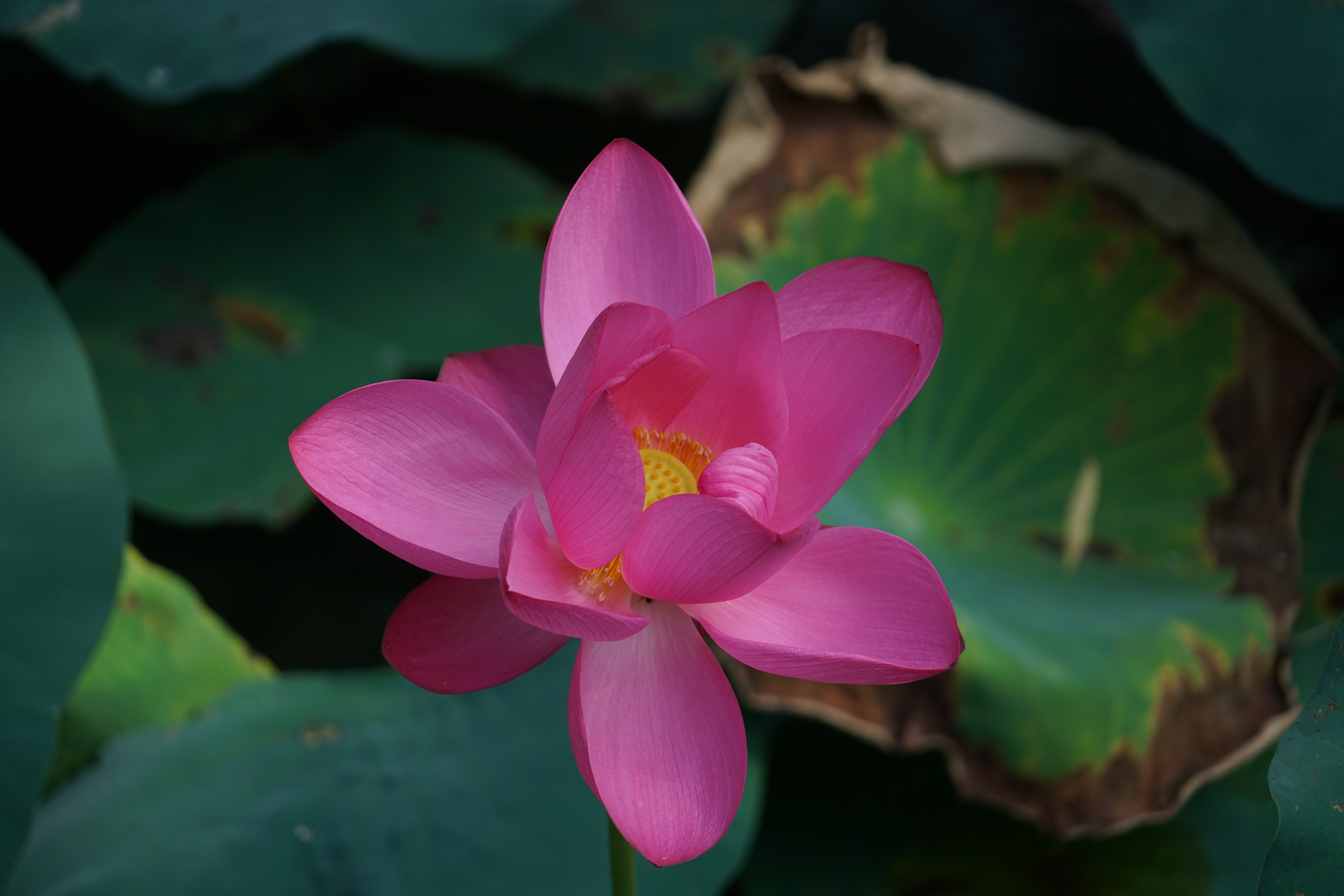 聊城姜堤乐园和周公河乐园哪个好,聊城姜堤乐园附近景区