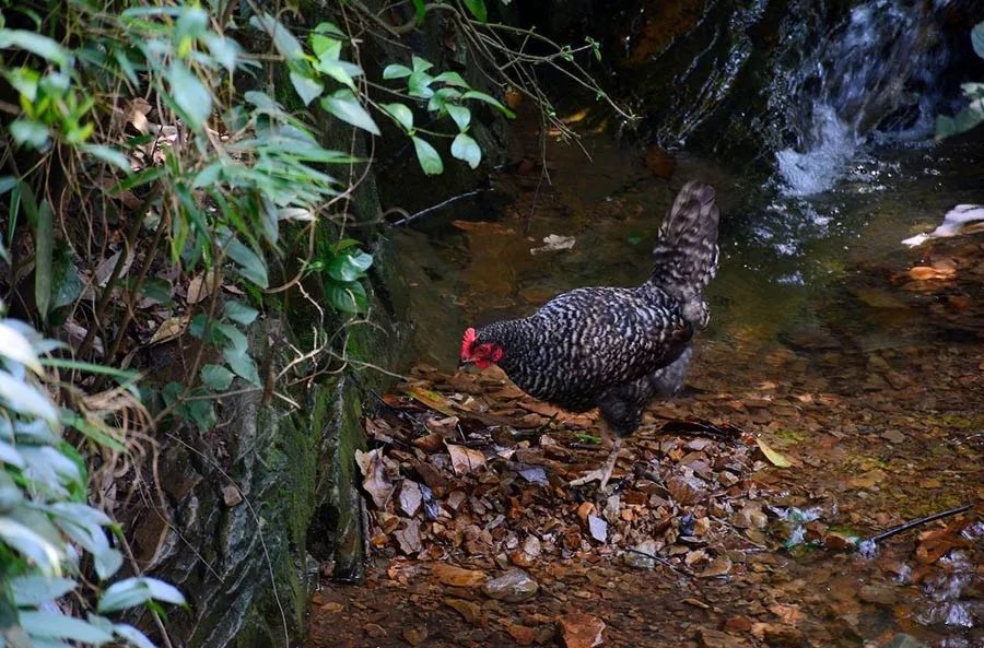 我们在距芜湖70公里的古坝村,找到了向往的生活