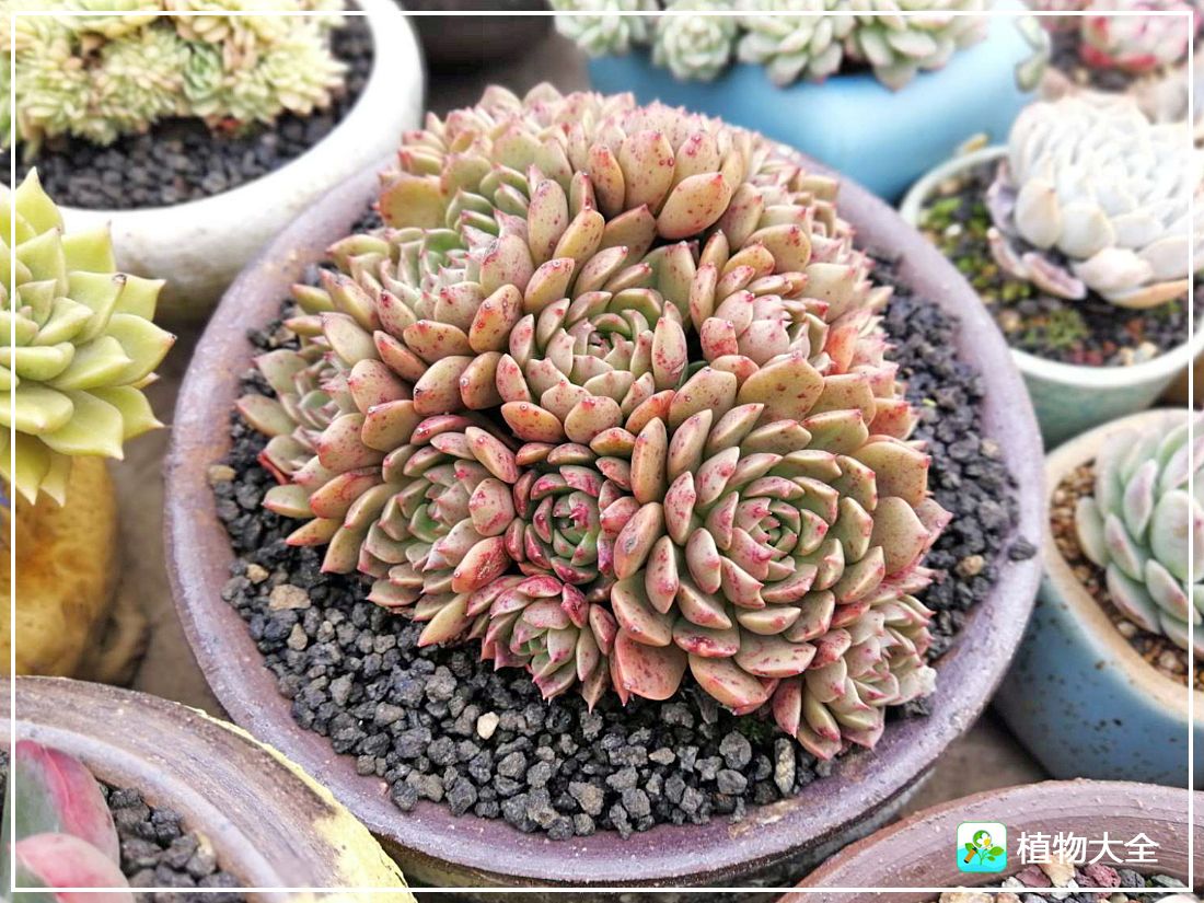 艾格尼亚多肉植物,多肉植物奥利维亚