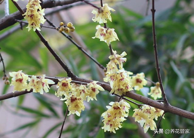 腊梅的排行,腊梅哪个品种开花早