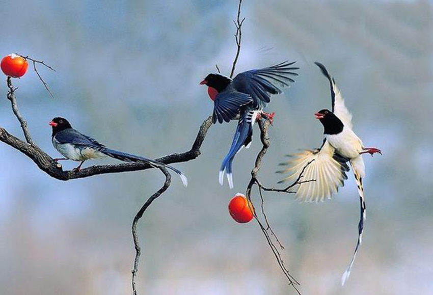 象征着“喜事”的喜鹊，为什么从不飞去日本？专家：喜鹊从不迁徙