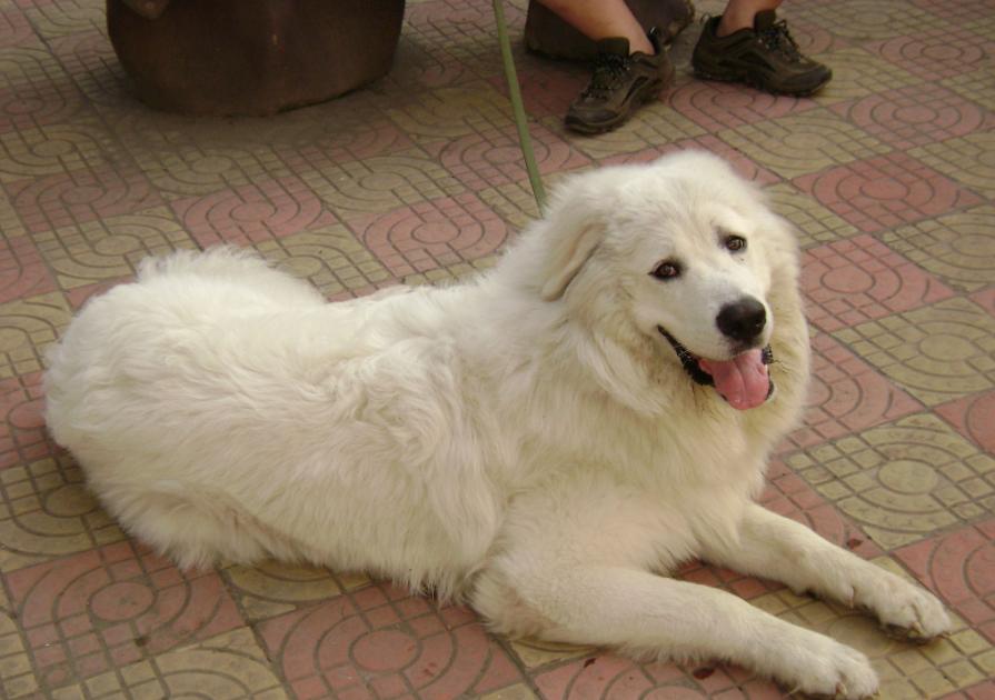 十种最好养的狗狗优缺点,外表凶猛内在温柔的狗狗