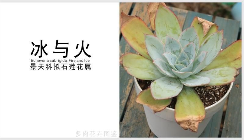 冰与火多肉,冰与火多肉植物有哪些