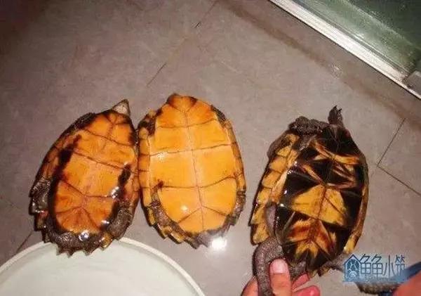 八角灵龟是不是保护动物,锯缘龟八角灵龟