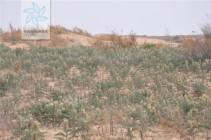 一斤苦豆子,无糖苦豆子