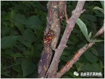 芒果流胶病怎么治疗,芒果流胶病防治措施