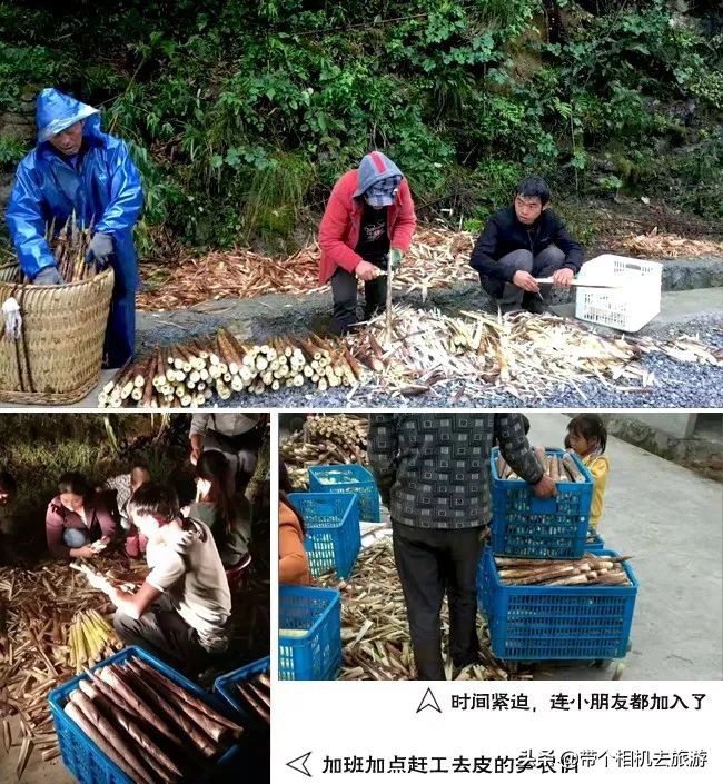 贵州省桐梓县马鬃乡竹笋,桐梓新鲜方竹笋基地