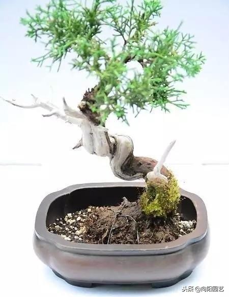 盆景花盆自制,盆景自制教程视频